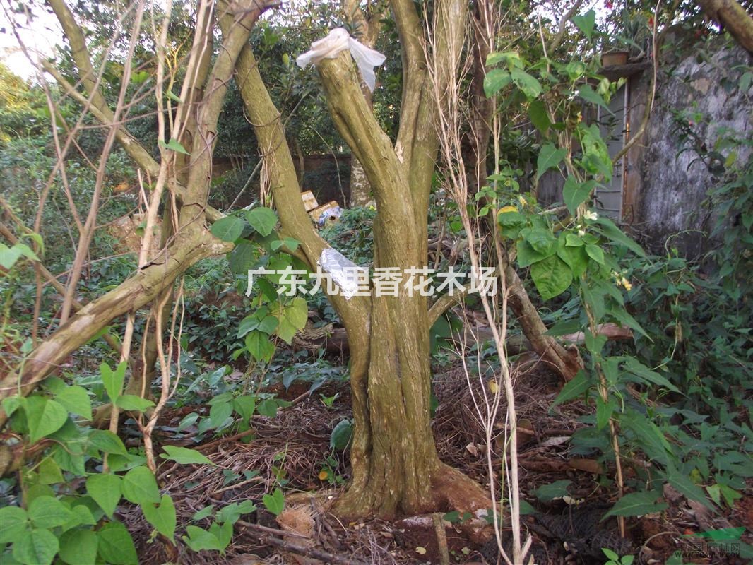 广东九里香 盆景桩头  绿化树 园林工程专用