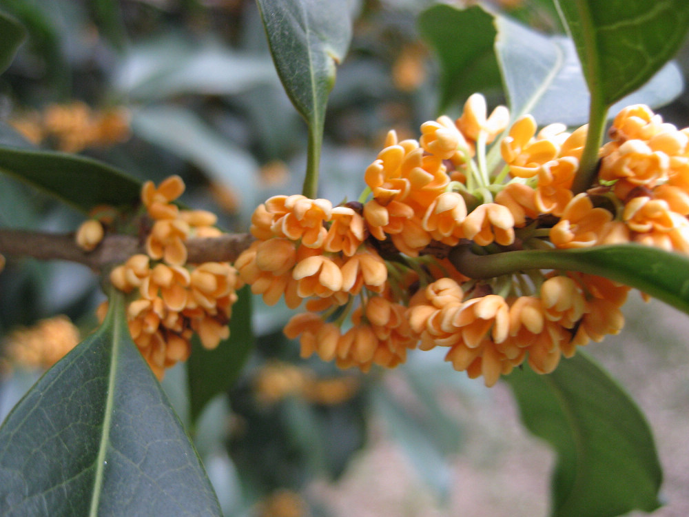 精品桂花(丹桂,金桂,银桂)