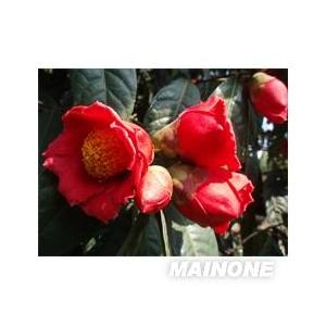 深山野生大紅花油茶