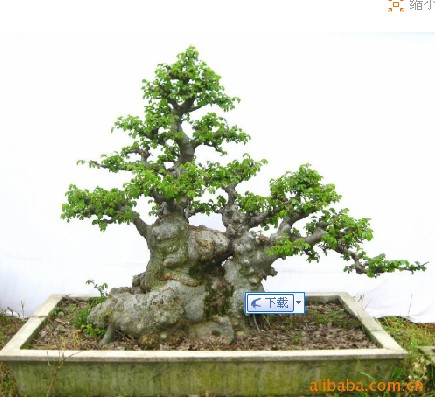 金奖石榴盆景_树桩 盆景 树桩 盆景 树木 盆景 ...
