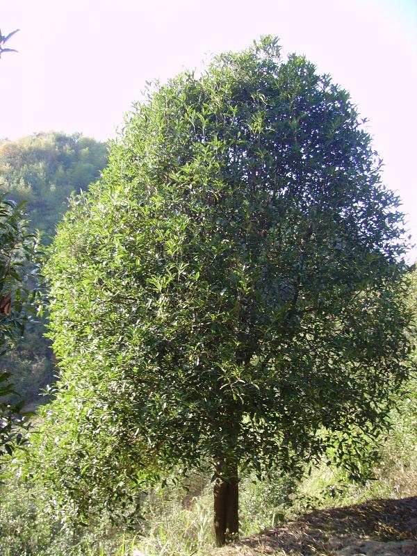 大桂花樹，小桂花樹和桂花扦插苗大量供應