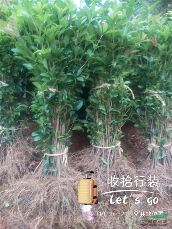 大桂花樹，小桂花樹和桂花扦插苗大量供應