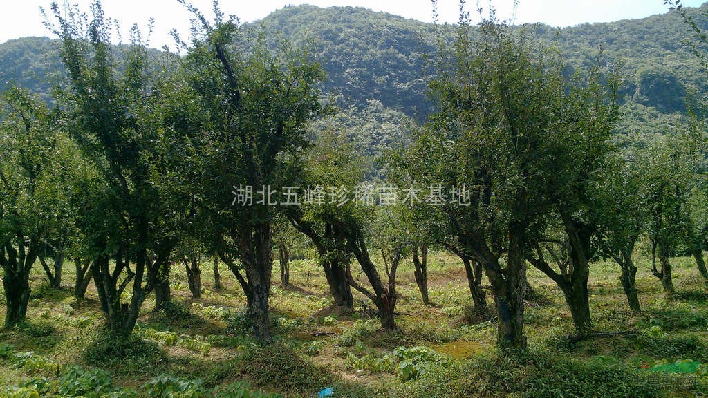 湖北海棠樁景苗木