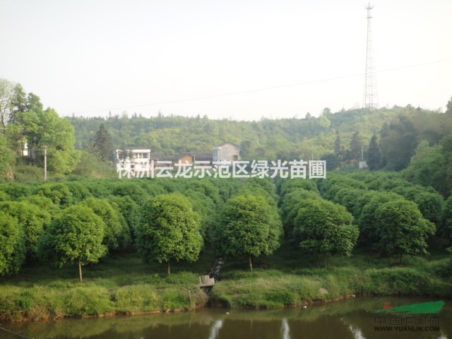 桂花,湖南桂花树,八月桂,四季桂,金桂,银桂,湖南金桂花