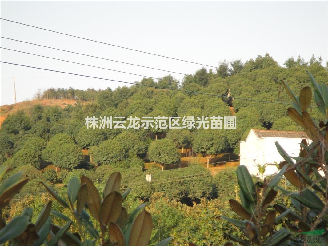 桂花,湖南桂花树,八月桂,四季桂,金桂,银桂,湖南金桂花