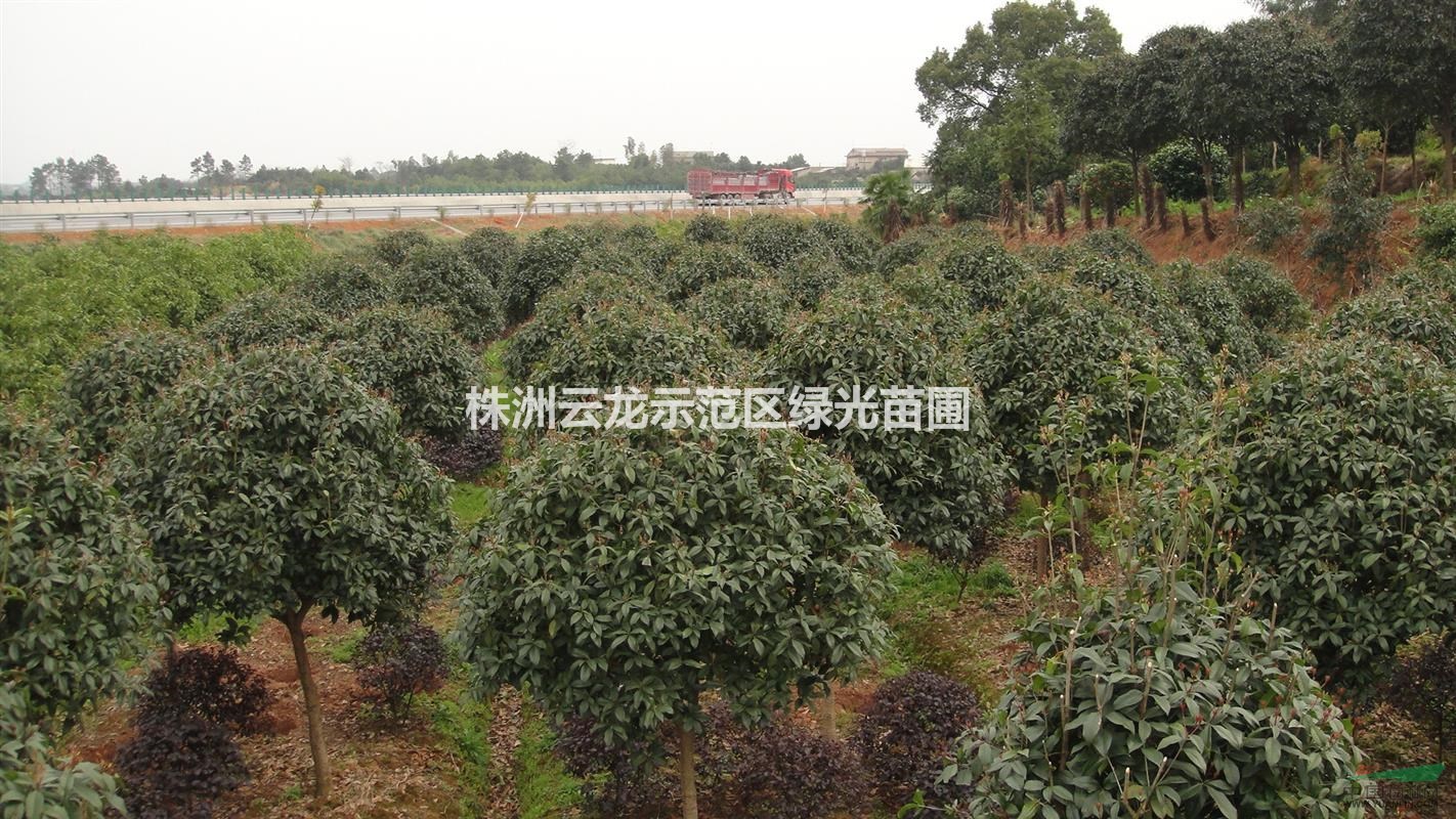 桂花,湖南桂花树,八月桂,四季桂,金桂,银桂,湖南金桂花