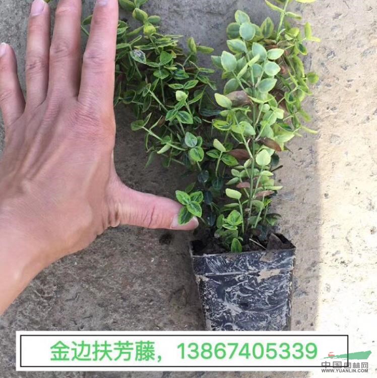金边扶芳藤 地栽 盆栽 小杯
