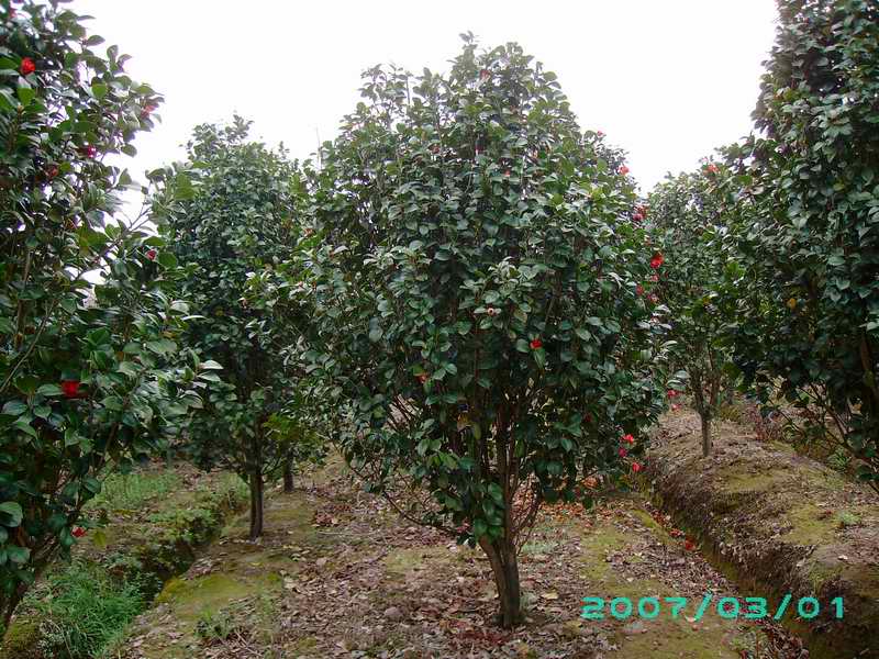 供应茶花_冠幅200公分_奉化种植地 浙江宁波溪口镇兄弟园艺场