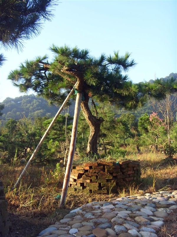 首页 绿化苗木频道 苗木供应 绿化苗木 乔木 黄山松