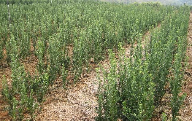 罗汉松，地径2-3公分罗汉松