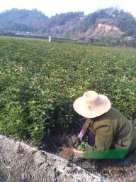 桂花苗低價銷售