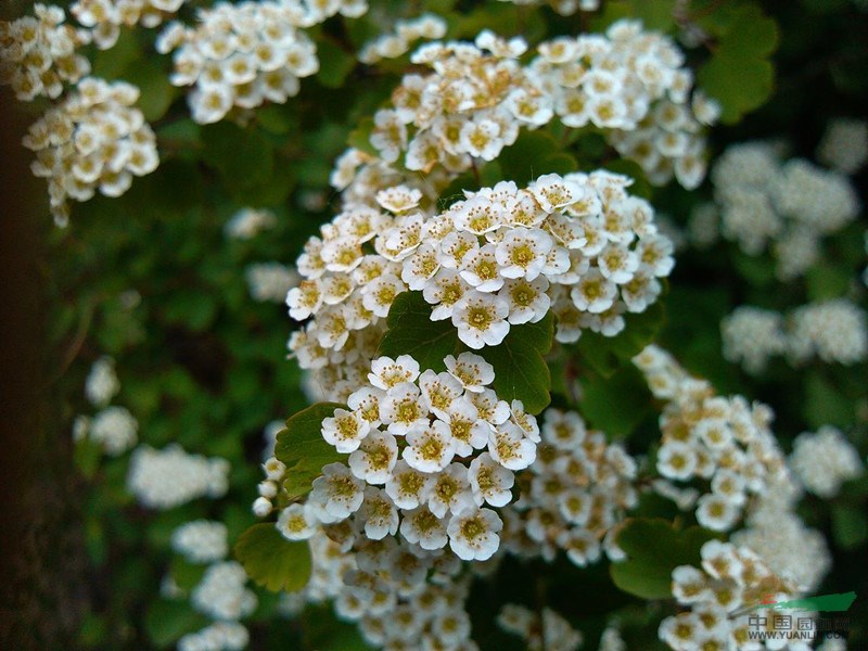 三裂绣线菊,江苏三裂绣线菊,别名:三桠绣线菊