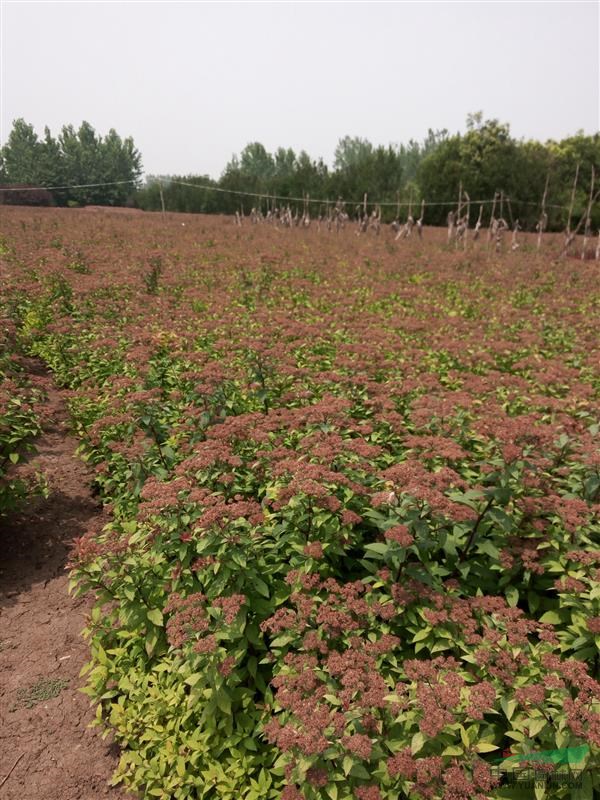 供应多品种金山绣线菊_金焰绣线_菊红花绣线菊_青叶绣线菊苗木