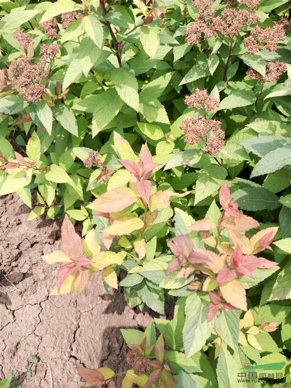 供应多品种金山绣线菊_金焰绣线_菊红花绣线菊_青叶绣线菊苗木