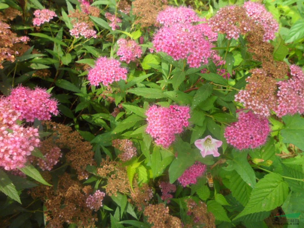 供应多品种金山绣线菊_金焰绣线_菊红花绣线菊_青叶绣线菊苗木