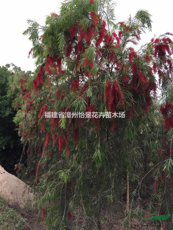 串钱柳