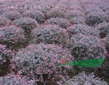 大小叶黄杨球小叶女贞球、红叶石楠球 海桐球.火棘球.红叶小檗