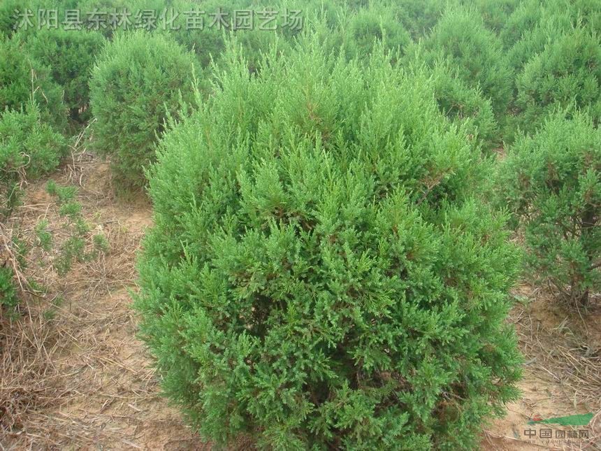 大小叶黄杨球小叶女贞球、红叶石楠球 海桐球.火棘球.红叶小檗