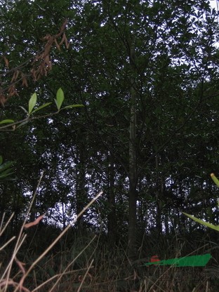 杜英，海南红豆