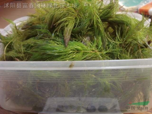 金鱼藻,金鱼藻苗,别名细草,鱼草,软草,松藻