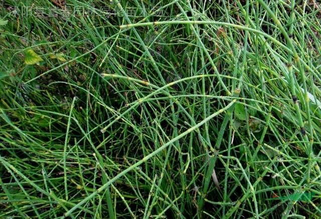 节节草 , 原叶节节草 ,节节草苗,别称 土麻黄,草麻