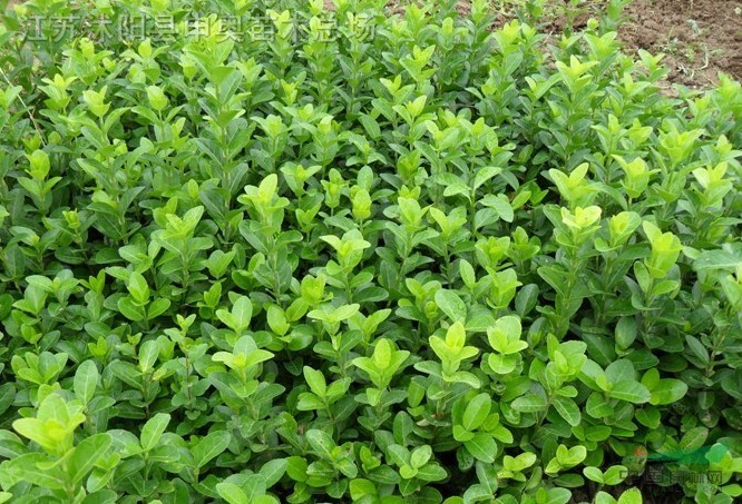 扶芳藤,扶芳藤价格,扶芳藤苗圃