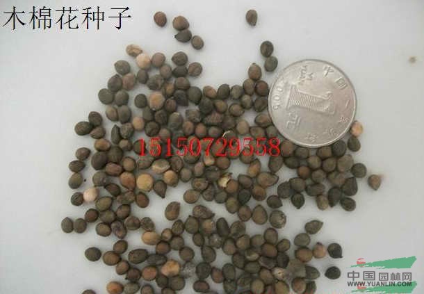 木棉花种子,美丽异木棉种子,红瑞木种子,臭椿种子,湿地松种子图片