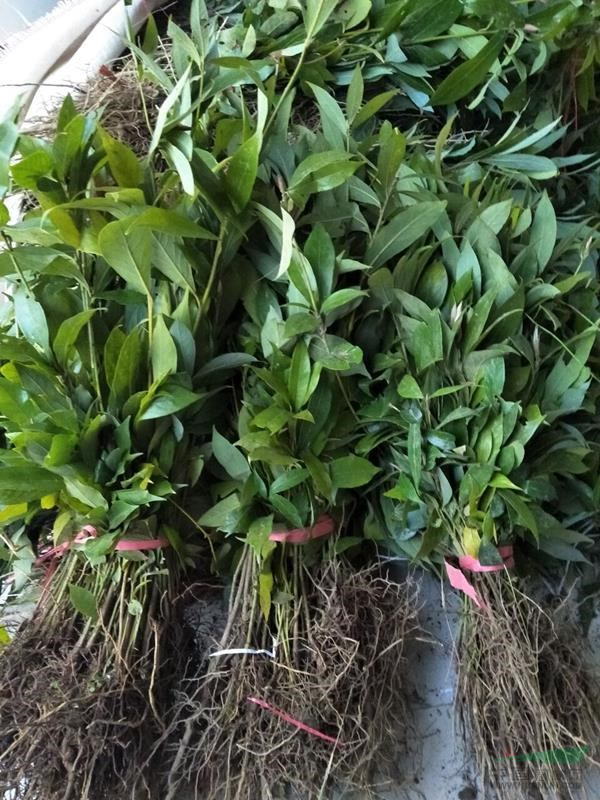金丝楠木苗,金丝楠价格,珍稀植物金丝楠 - 苗木供应