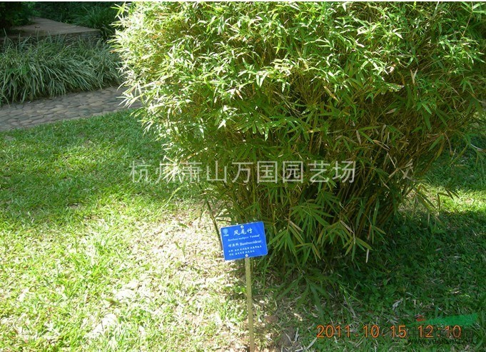 凤尾竹,观音竹,米竹,筋头竹,蓬莱竹