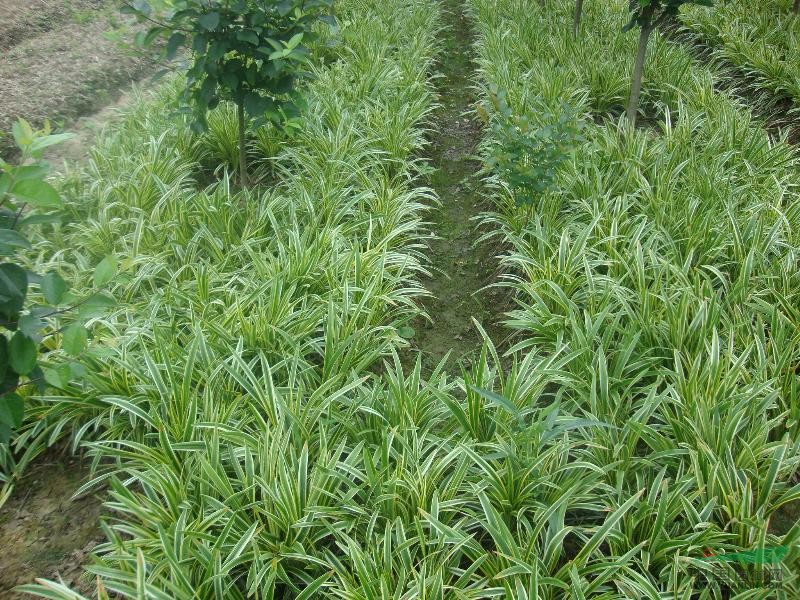 细叶麦冬,矮麦冬,金边麦冬,宽叶麦冬,长麦冬,玉龙草