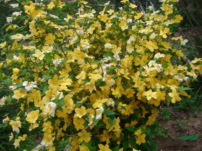 金丝梅图片\金丝梅报价