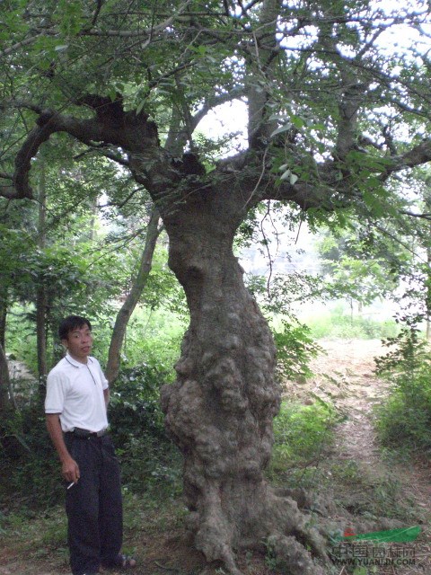 河南花木:硬叶丹桂,油松,柚子树,榆树(造型)元宝枫