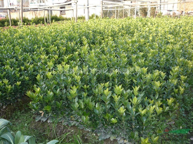 供应龙柏、侧柏、铺地柏、沙地柏、龙柏球、花柏球