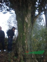 野生米径80-100cm罗汉松