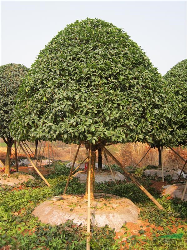 湖南桂花.四季桂.桂花供应.桂花价格.丛生桂花.桂花小苗.