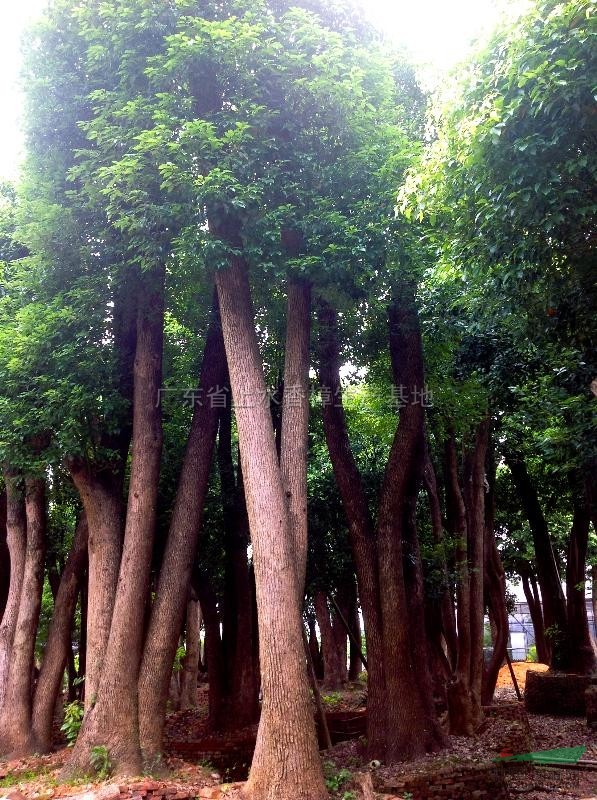 廣東多桿香樟信息