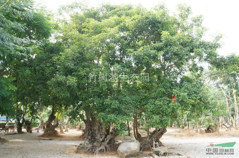 供應(yīng)重陽(yáng)木 重陽(yáng)木樹苗 重陽(yáng)木苗木