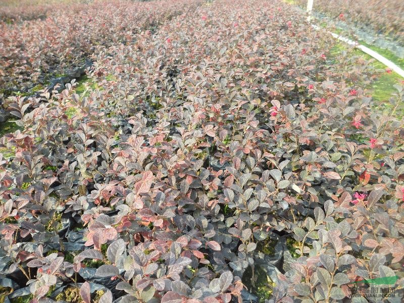 精品地被绿化袋苗