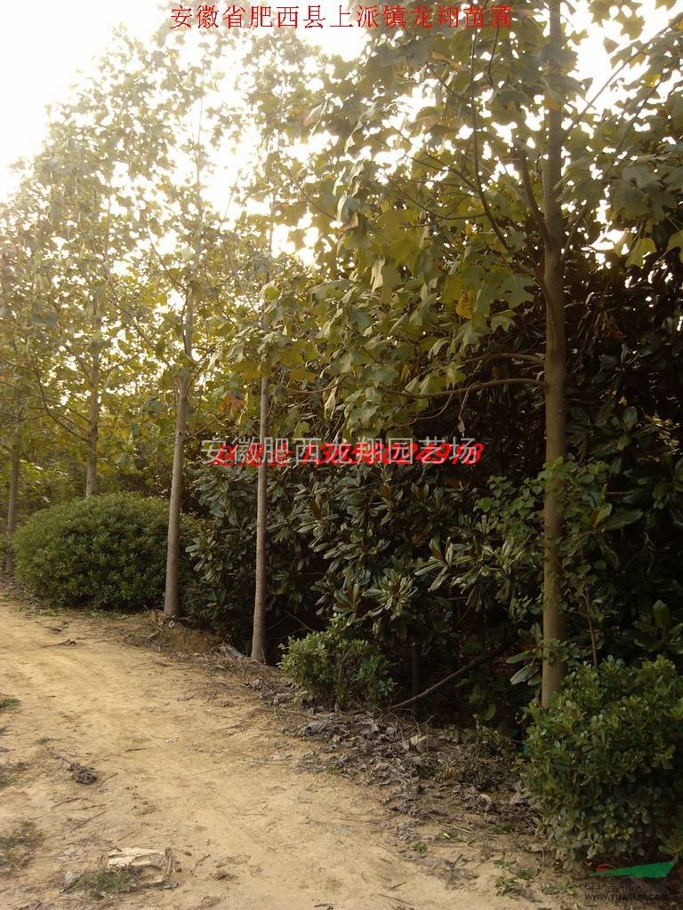 ľļЦӻСҶӻʯ񡢺