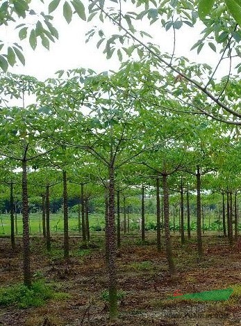 供应自家种植，本地木棉树5到6公分2000到5000棵