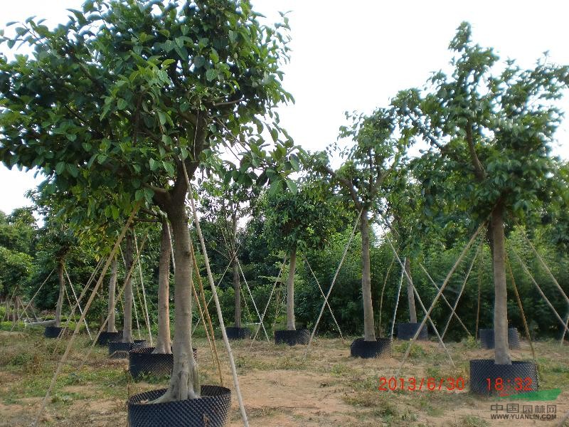 佛山三水益丰花木场供应高山榕