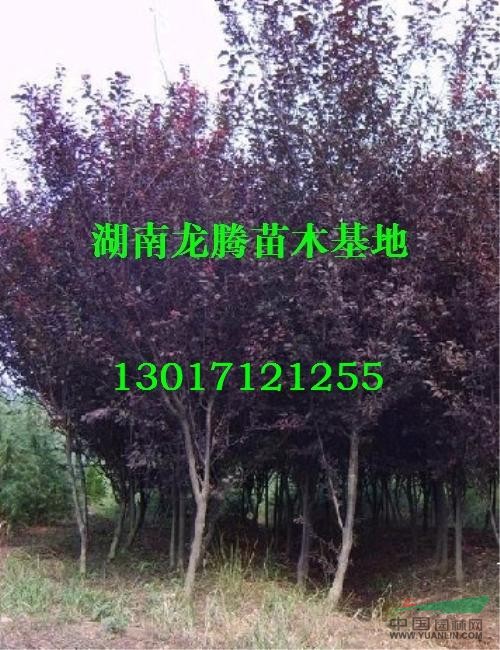 ϺҶӦ 춹ɼѩɡɰء˿