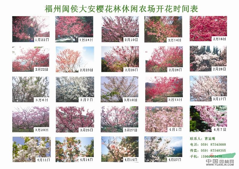 樱花开花时间表_樱花开花时间表图片_福州大