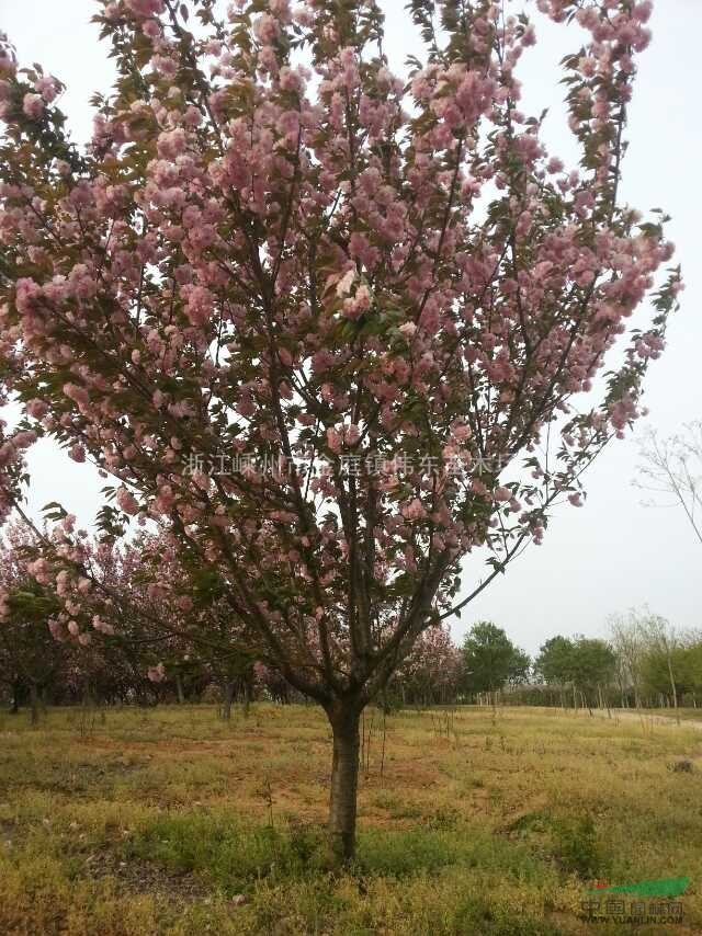 供应樱花,早樱,晚樱