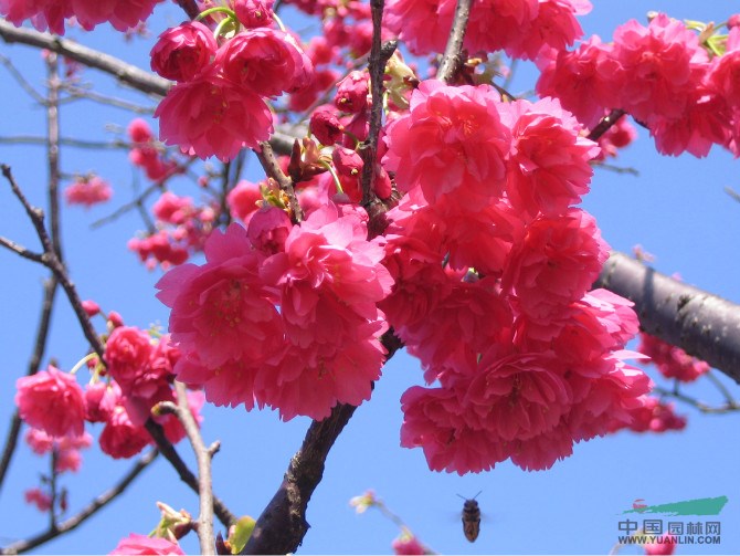 大安樱花林农场台湾牡丹樱花报价\/福建大安樱