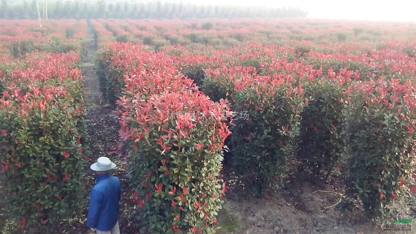 红叶石楠柱