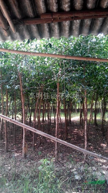 大量供應米徑3-6cm小葉榕