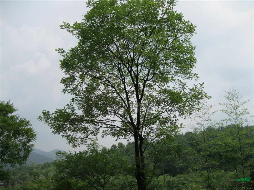 供应朴树,香樟树,桂花树