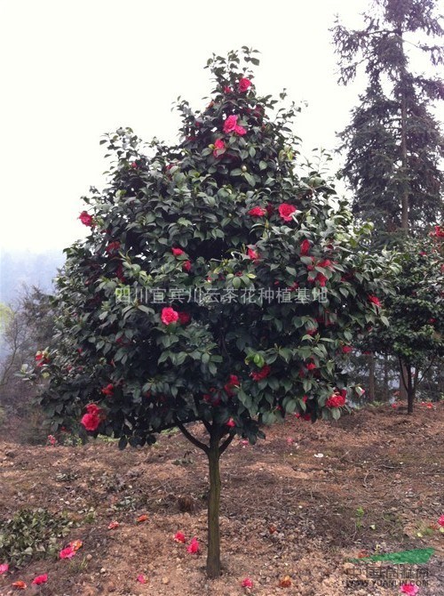 茶花,大茶花,四川茶花供应,茶花,茶花供应,茶花栽培