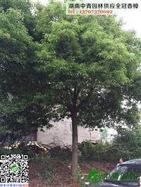 湖南中青园林有限公司供应胸径15厘米到25厘米全冠香樟树